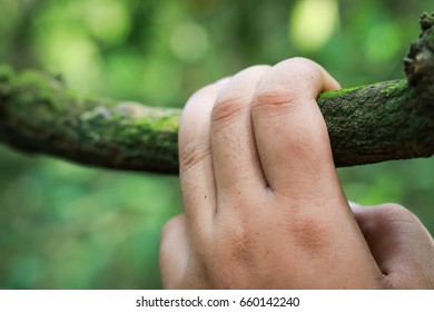 Hand in the forest