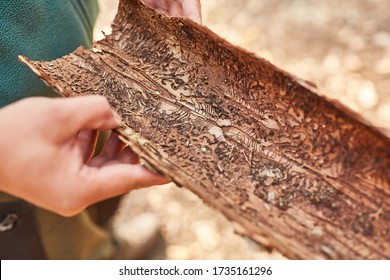Hand of forester or forester holds tree bark with bark beetle pest infestation