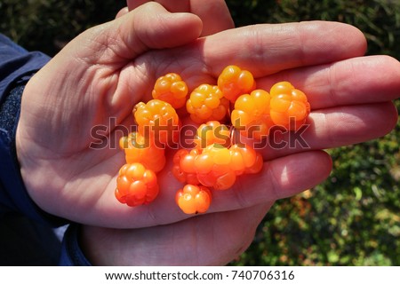 Hand full of bright orange Cloud Berries, sometimes called Bakeapple berry, in Newfoundland Canada