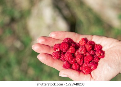 A hand full of wild raspberries, ripe and red. organic forest raspberries. a handful of raspberries