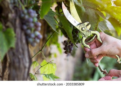 Hand  with gardener vintage scissors is pruning grape tree, worker is pruning  tiny branches from grape wine tree in the garden , horticulture concept