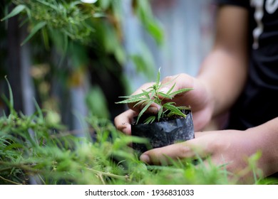 Hand der Gärtner, die Cannabis-Pflanzen im Betrieb halten.