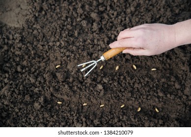 Hand with gardening rake loosens the soil 
