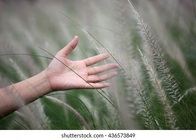 hand gentle touch with reed grass - Shutterstock ID 436573849