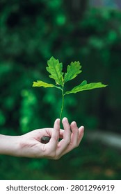 Hand gently cradling a tiny oak tree sprout, with green leaves emerging from a planted acorn, symbolizing new beginnings, growth, and environmental care
