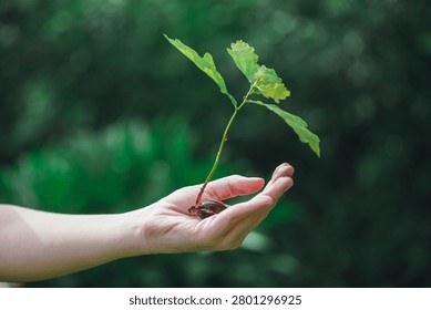 Hand gently cradling a tiny oak tree sprout, with green leaves emerging from a planted acorn, symbolizing new beginnings, growth, and environmental care