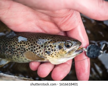 Hand Gently Holding Small Brown Trout With Fishing Lure Still In Its Mouth