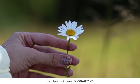 A hand gently holds a white daisy flower in focus against a soft, blurred natural background, capturing a moment of delicate connection with nature. - Powered by Shutterstock