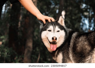 A hand is gently touch Siberian husky dog's head. 