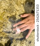 A hand gently touches the surface of clear, shallow water over a rocky seabed