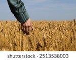 A hand gently touching wheat in a golden field under a clear blue sky, representing farming and agriculture concepts