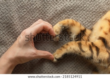 The hand of the girl and the paws of the cat form a symbol of the heart. Love for pets.