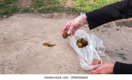 Hand Of A Girl Who Collects Dog Manure, Dog Poop With Special Glove And Special Recycling Bag From A Green Lawn Near The Concrete Road