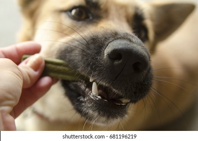 Hand give dental stick to a dog. Teeth animal health care. Tasty Dentist stick in dog mouth. Close up of Big dog jaws and black muzzle. Prevention for strong clean tooth