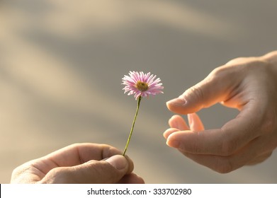 Hand gives a wild flower with love. romance, feelings - Shutterstock ID 333702980