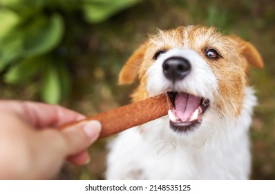 Hand Giving Dental Snack Treat To A Healthy Dog Puppy. Cleaning Plaque From Teeth, Pet Care Banner.