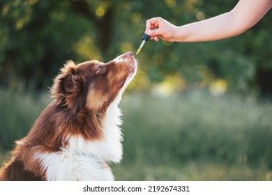 Hand giving dog CBD oil by licking a dropper pipette, Oral administration of hemp oil for pet health problems.