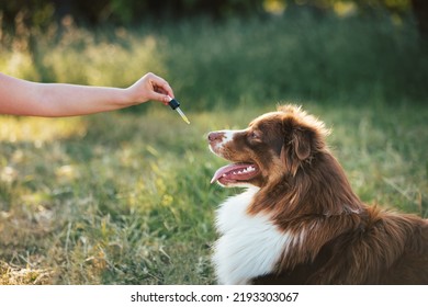 Hand giving dog CBD oil by licking a dropper pipette, Oral administration of hemp oil for pet health problems. - Shutterstock ID 2193303067