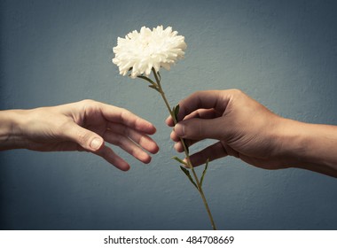 Hand Giving Hand A Flower. Love Concept. 