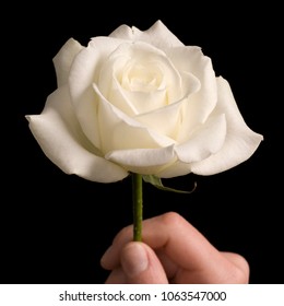 Hand giving a white rose