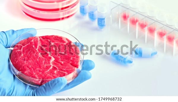 Hand in glove hold meat sample in plastic cell\
culture dish. Clean cell-based meat. Panoramic composition, concept\
shot in white, blue, red. Muscle and connective tissue cultured\
from animal cells.