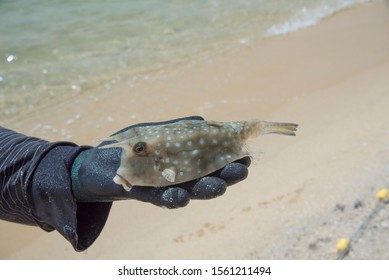 Hand With Glove Holding Pufferfish.