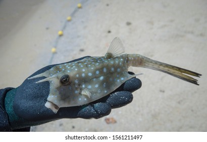 Hand With Glove Holding Pufferfish.