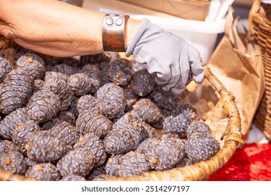 Hand in glove picking pine cones from wicker basket at an outdoor market, pine cone selection concept - Powered by Shutterstock