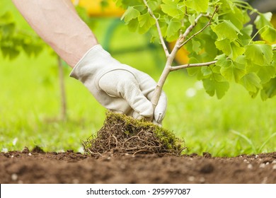 Hand With Glove Planting Small Tree With Roots In A Garden On Green Background