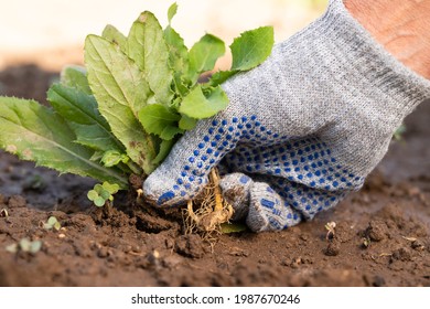 Hand In Glove Pulling Out Weeds Grass With Roots From Soil Close Up.