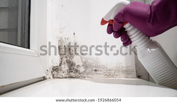 hand in glove sprays the product on angle between
door and white wall from black mold.dangerous fungus that needs to
be destroyed.It spoils look of house and is very harmful parasite
for human health