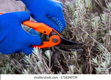 Hand In Gloves Holding Bypass Secateur And Pruning Lavender Bush. Seasonal Work In Garden. Pruning Bushes.