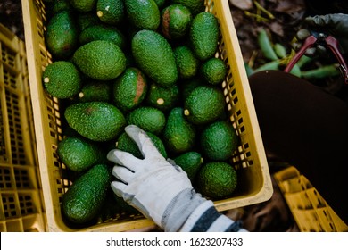 Hand with gloves working taking some avocados from a box. Hass Avocados Harvest Season