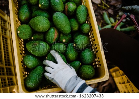 Hand with gloves working taking some avocados from a box. Hass Avocados Harvest Season