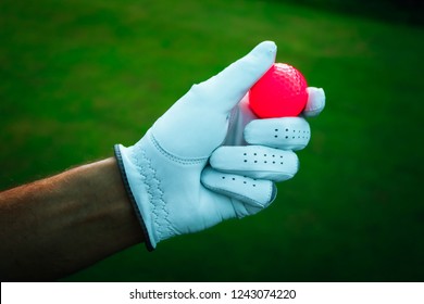 A Hand Of Golfer With A Glove And Red Ball, Close Up. Green Golf Courses On The Background.