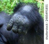 Hand of Gorillas are ground-dwelling, predominantly herbivorous apes that inhabit the forests of central Africa. The DNA of gorillas is highly similar to that of humans, from 95–99% 