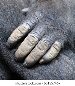 7,694 Gorilla hand Images, Stock Photos & Vectors | Shutterstock