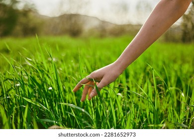  hand in the green grass, summer, dew 