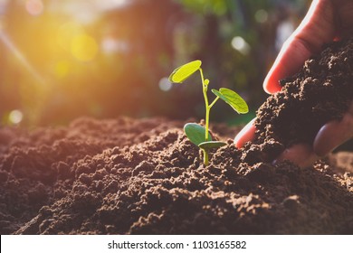 Hand with green young plant growing in soil on nature background