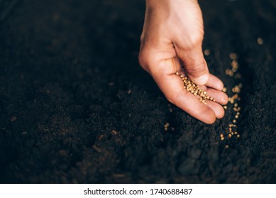 Hand growing seeds on sowing soil. Background with copy space. Agriculture, organic gardening, planting or ecology concept. Sustainable business investment. Gospel spreading.