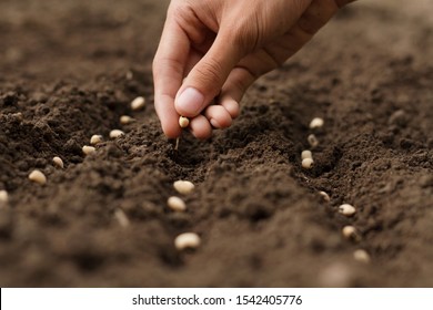 Hand growing seeds of vegetable on sowing soil at garden metaphor gardening, agriculture concept. - Shutterstock ID 1542405776