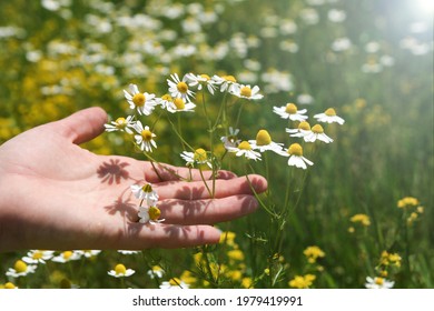 Hand Harvest Of Chamomile Herb Matricaria Chamomilla On The Rural Sunny Field