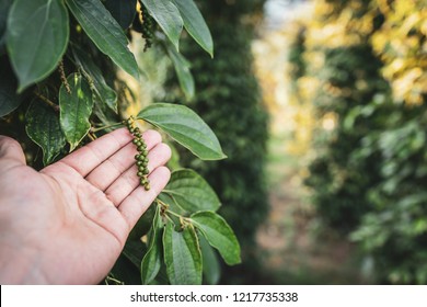 Hand harvest of a pepperplant - pepper in Cambodia