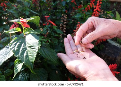 Hand Harvesting Flower Seeds