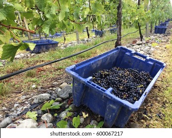 Hand Harvesting Pinot Noir Grapes In Marlborough, New Zealand