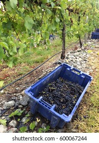 Hand Harvesting Pinot Noir Grapes In Marlborough, New Zealand