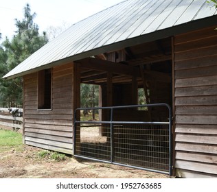 Hand Hewn Beams - Rural Structure Horse Barn; Interior Beams Were Fallen Logs Hewn Into Shape Using A Broad Axe; A Testament To The Settler Way Of Life