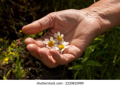 Hand hold flowers heads under the sunlight, close up Stock Photo