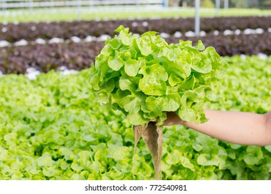 Hand hold Hydroponic vegetable