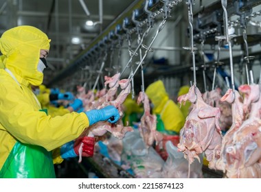 Hand Hold Knife Cutting Raw Chicken On Conveyor Chain In Modern Poultry Factory.